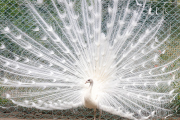 Fototapeta premium 白孔雀, シロクジャク, インドクジャク, 白変種