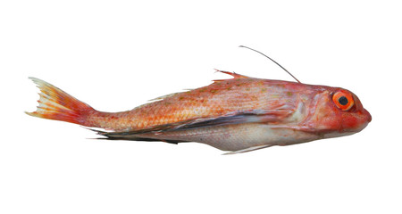 Spotted gurnard fish isolated on white background, Pterygotrigla picta