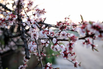 Blooming Spring Cherry Orchard