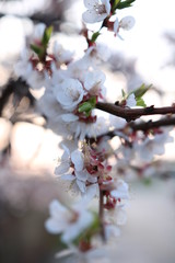 Blooming Spring Cherry Orchard
