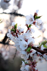 Blooming Spring Cherry Orchard