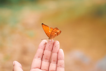 butterfly on finger © nick192