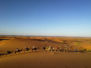 Fototapeta na wymiar Camel caravan going through the sand dunes in the Sahara Desert, Morocco
