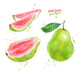 Watercolor illustration of Pink Guava fruit