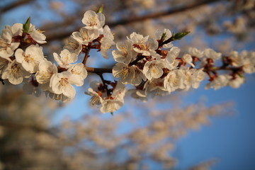 Blooming Spring Cherry Orchard