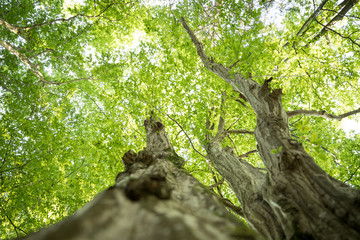 Tree trunk in the forest: Close up picture, blurry green background