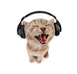 kitten listens to music in earphones