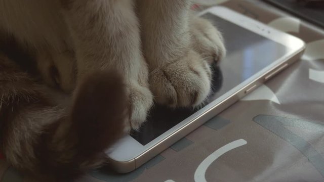 Cat standing on mobile phone. Close up of cat paws on smart phone screen, tail moving. Pets playing technology indoors.