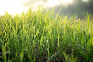  Grass in the meadow close-up in the rays of the sun