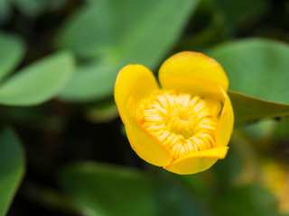 The yellow lotus that is blooming