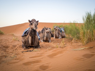 Dromedary camels sitting with harness seats for an evening ride in the Erg Chebbi desert Morocco