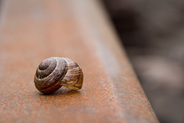 Schnecke