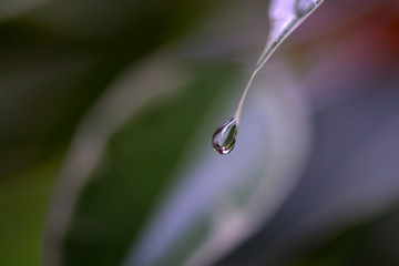 Rain drop at leaf, macro photography