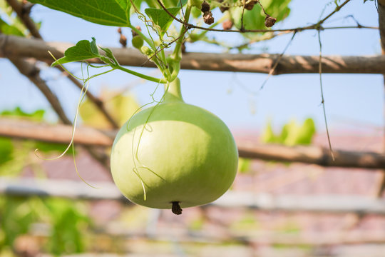 Spherical green Calabash gourd (Lagenaria siceraria (Molina) Standl.)  planted in the garden as a vine plant.