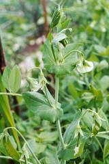 Peas ripen on garden.
