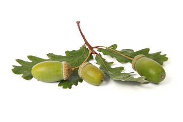 Feuilles de ch&ecirc;ne et glands	