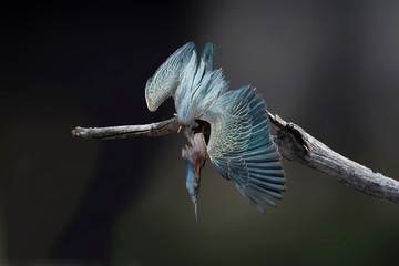 Green Heron (Butorides virescens) Taking a Dive Composite