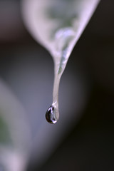 Rain drop at leaf, macro photography