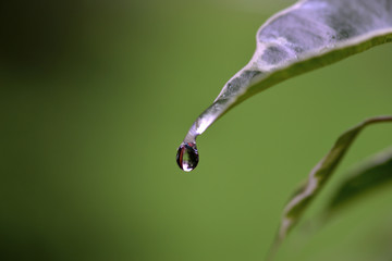 Rain drop at leaf, macro photography