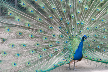 Obraz premium インドクジャク