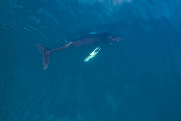Aerial view of Humpback whale, Iceland.