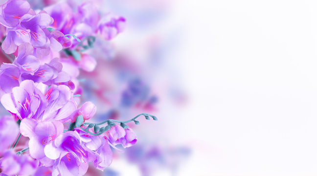 Mauve Flowers Images – Browse 78,455 Stock Photos, Vectors, and Video