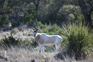 close up of white and brown wildlife with spiral horns portrait