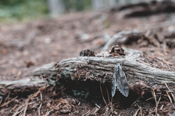 Motto auf Holz, Hintergrund, Wald, Textur