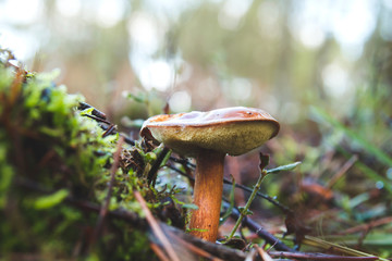 Bay bolete in the forest