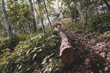 Wald, Weg, Baum Hintergrund, Harz, Sommer