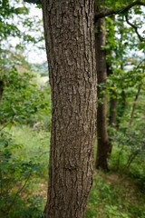 Wald, Weg, Baum Hintergrund, Harz, Sommer
