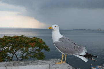 Seagull on the sea backgroung.