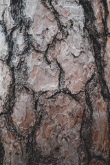Rinde, Baum, Holz, Textur, Hintergrund