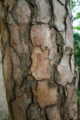 Rinde, Baum, Holz, Textur, Hintergrund