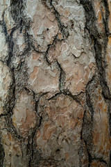 Rinde, Baum, Holz, Textur, Hintergrund