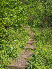 Fototapeta na wymiar steps on a curved narrow path surrounded by bright green sunlit vegetation leading in dense woodland