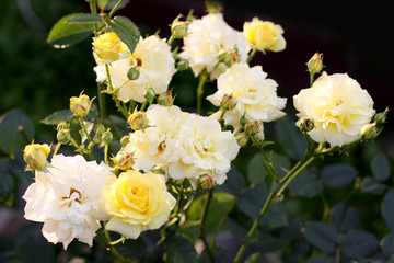 A bush of yellow roses .