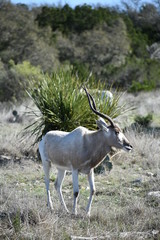 close up of white and brown wildlife with spiral horns portrait