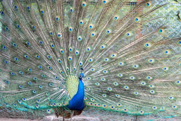 Obraz premium インドクジャク