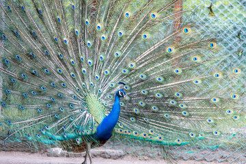 Obraz premium インドクジャク