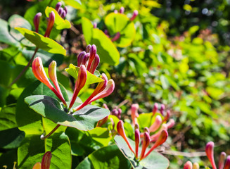 Close up pink Honeysuckle flowers in the garden. Lonicera caprifolium flowers, common names...