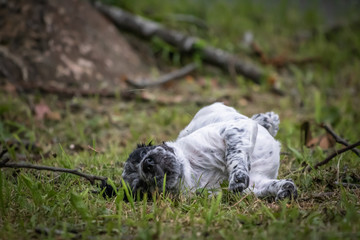 cute and curious black and white baby brittany spaniel dog puppy portrait, playing and exploring 