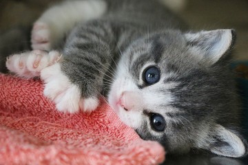 beautiful small gray and white kitten is lying on the floor and cuddling