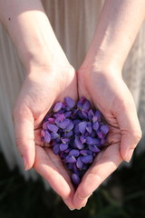  Flowers lupine in hands