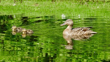 Entenmutter mit zwei Küken, Stockente