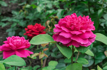 Pink roses. Blooming pink roses in the city garden.