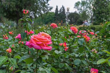 Pink roses. Blooming pink roses in the city garden.