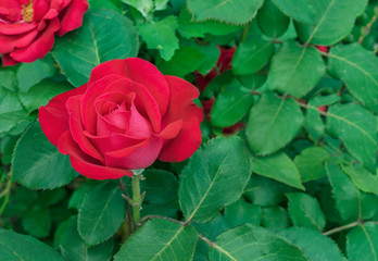 Red Rose. Blooming red rose in the city garden. Red rose on a background of green leaves.