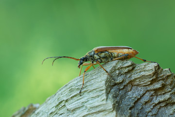 Female Variable longhorn, Stenocorus meridianus on wood