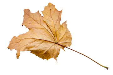 maple tree leaf